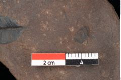 Foto (Detailsansicht) von Quercus palaeoilex Ettingshausen (NHMW-GEO-2024-0188-0820)